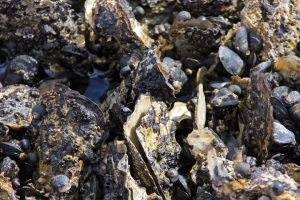 Japanse oesters op de Richel